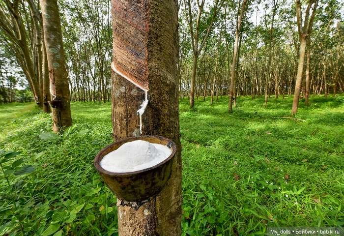 Бригид от Цвергназе Юниор, 2024 (Brigid, Zwergnase Junior, 2024) - Голая правда! (2-я часть) (фото 7)