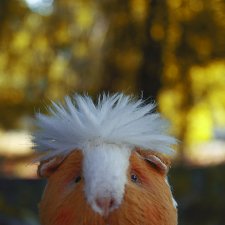 Один день из жизни маленького морского свиника