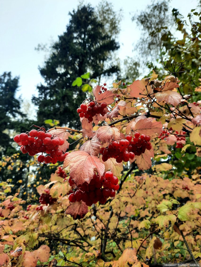 Из жизни ёжиков 2 ( ПРОДОЛЖЕНИЕ)