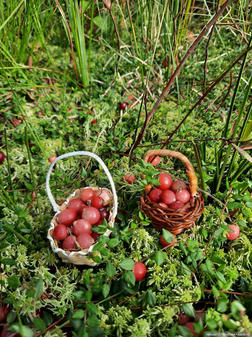 Из жизни ёжиков 2 ( ПРОДОЛЖЕНИЕ)