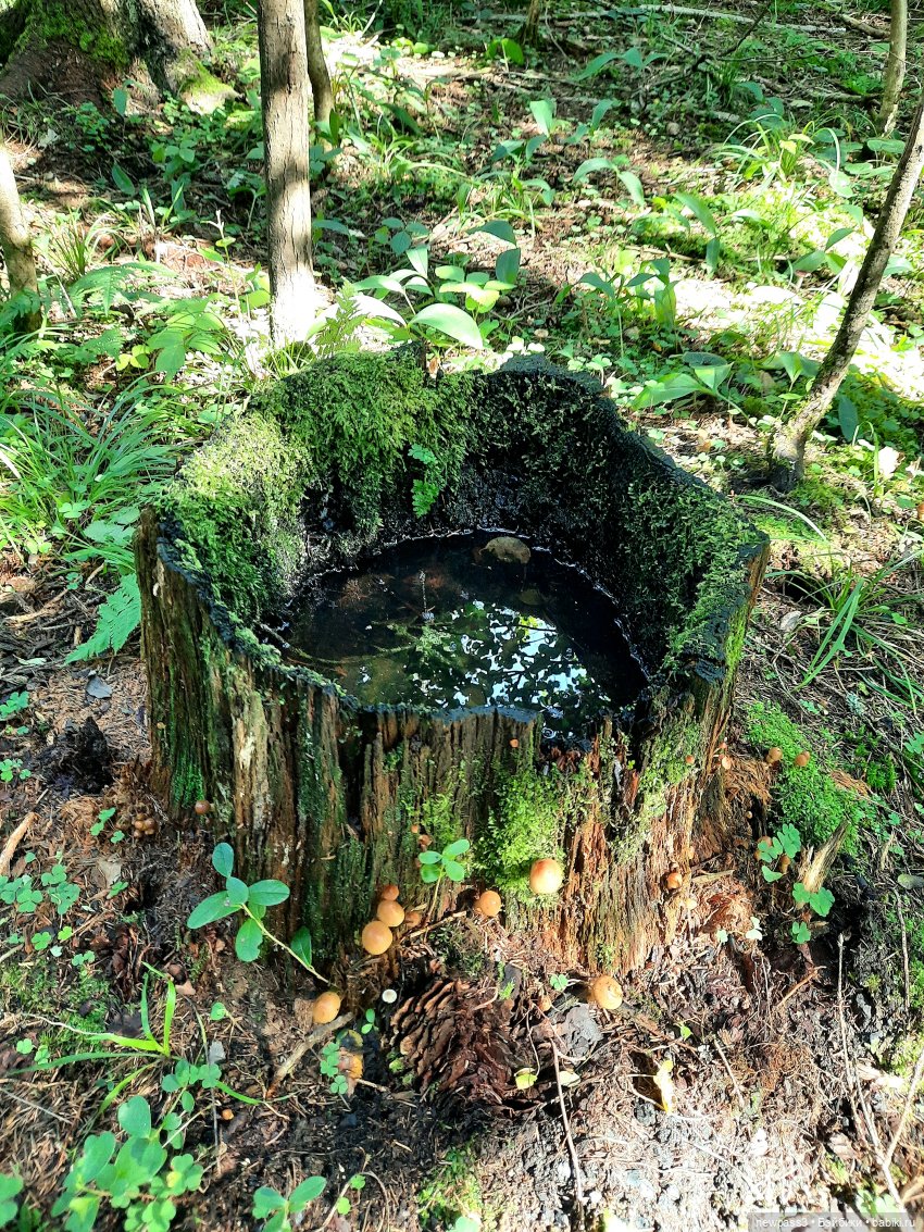 Из жизни ёжиков 2 ( ПРОДОЛЖЕНИЕ)