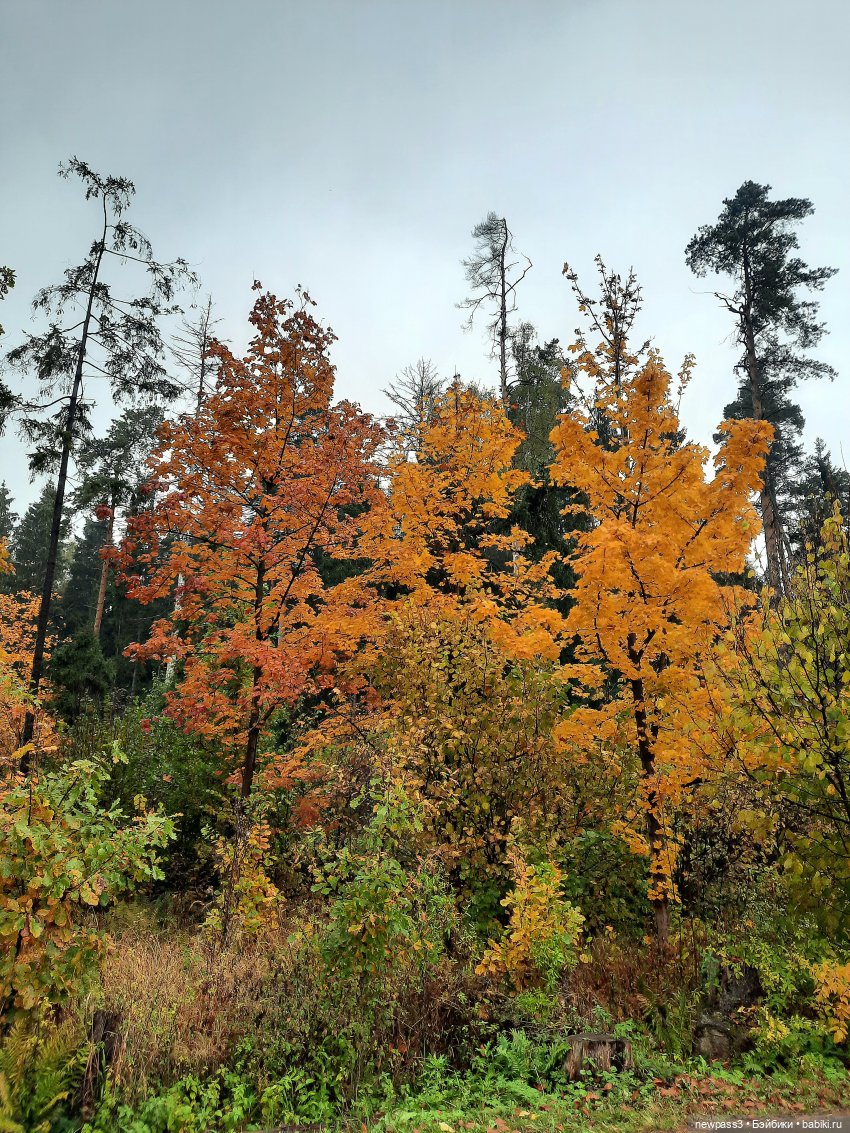 Из жизни ёжиков 2 ( ПРОДОЛЖЕНИЕ)