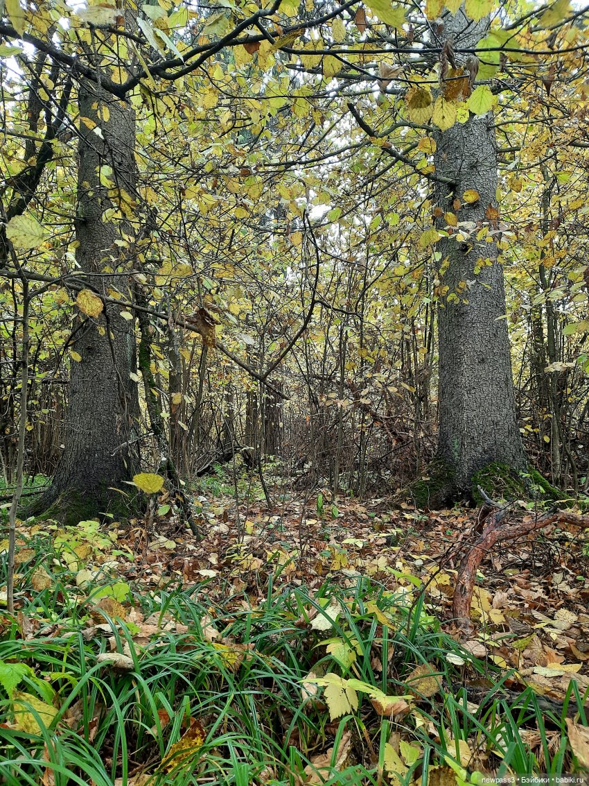 Из жизни ёжиков 2 ( ПРОДОЛЖЕНИЕ)