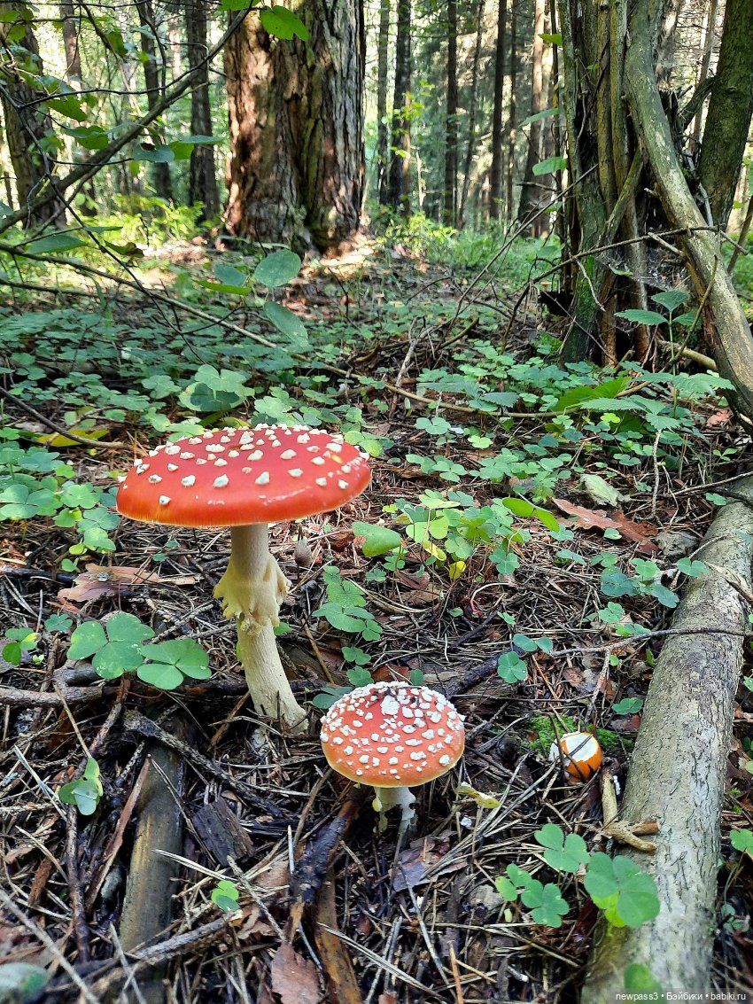 Из жизни ёжиков 2 ( ПРОДОЛЖЕНИЕ)