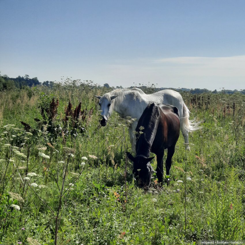 🍓Вспоминая земляничное лето🍓 (фото 8)