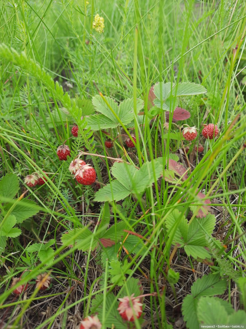 🍓Вспоминая земляничное лето🍓