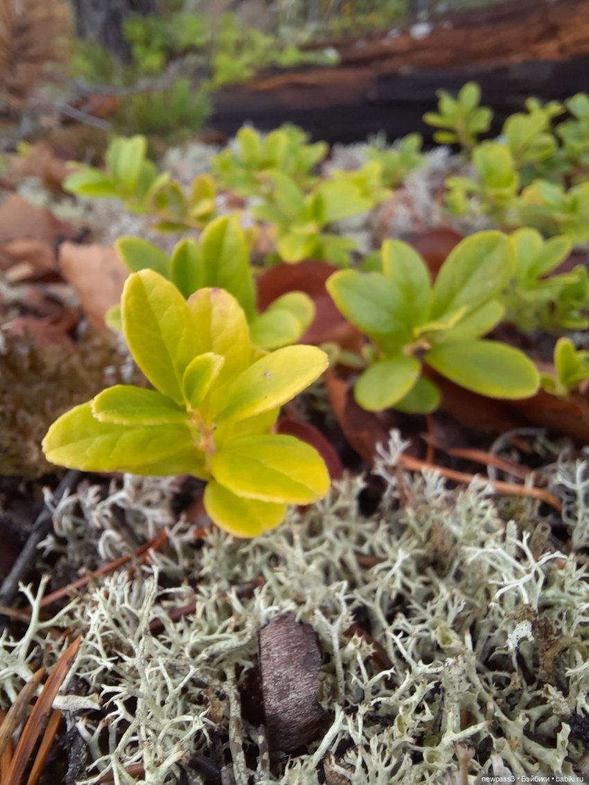 Знакомство с Карелией — Куклы Rosemarie Anna Muller (Мюллер): Вихтели (Wichtel)