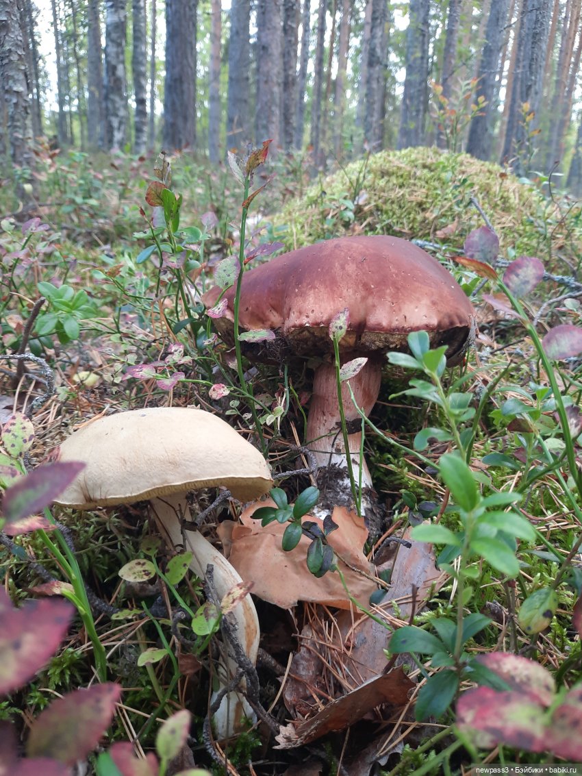 Знакомство с Карелией — Куклы Rosemarie Anna Muller (Мюллер): Вихтели (Wichtel)