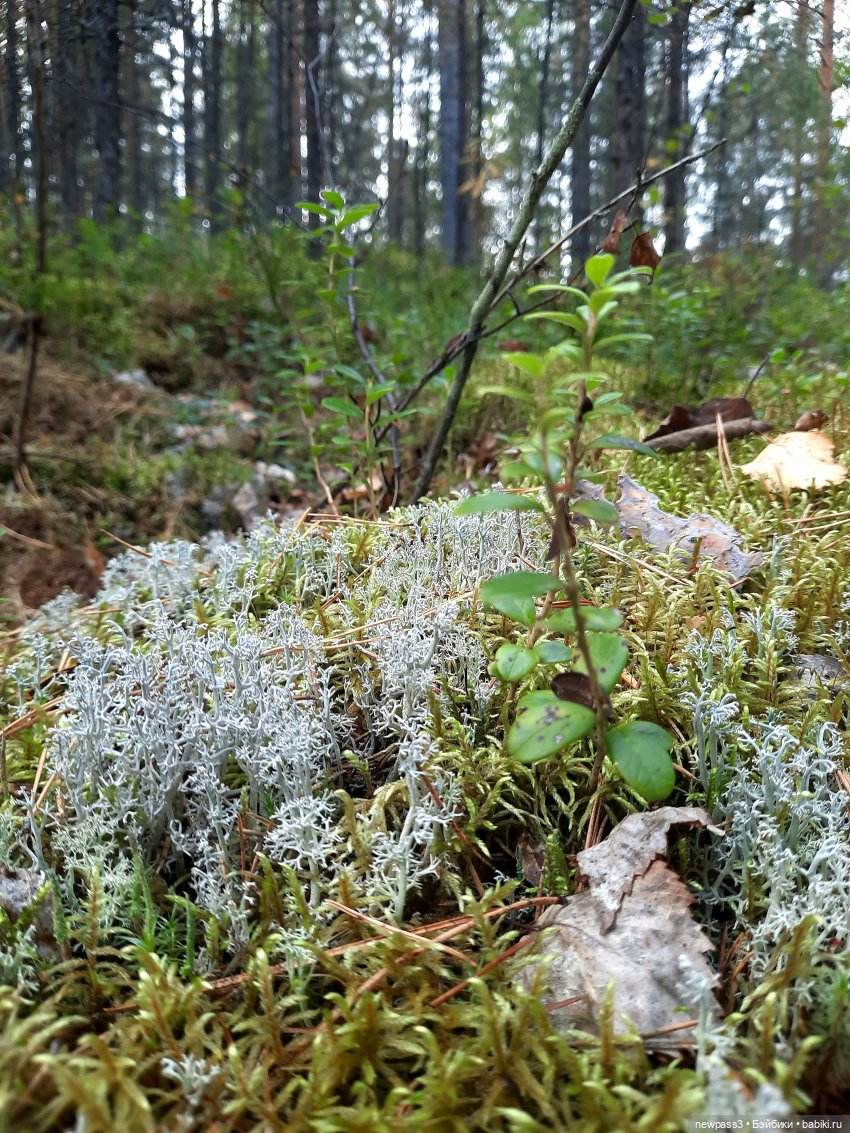 Знакомство с Карелией — Куклы Rosemarie Anna Muller (Мюллер): Вихтели (Wichtel)