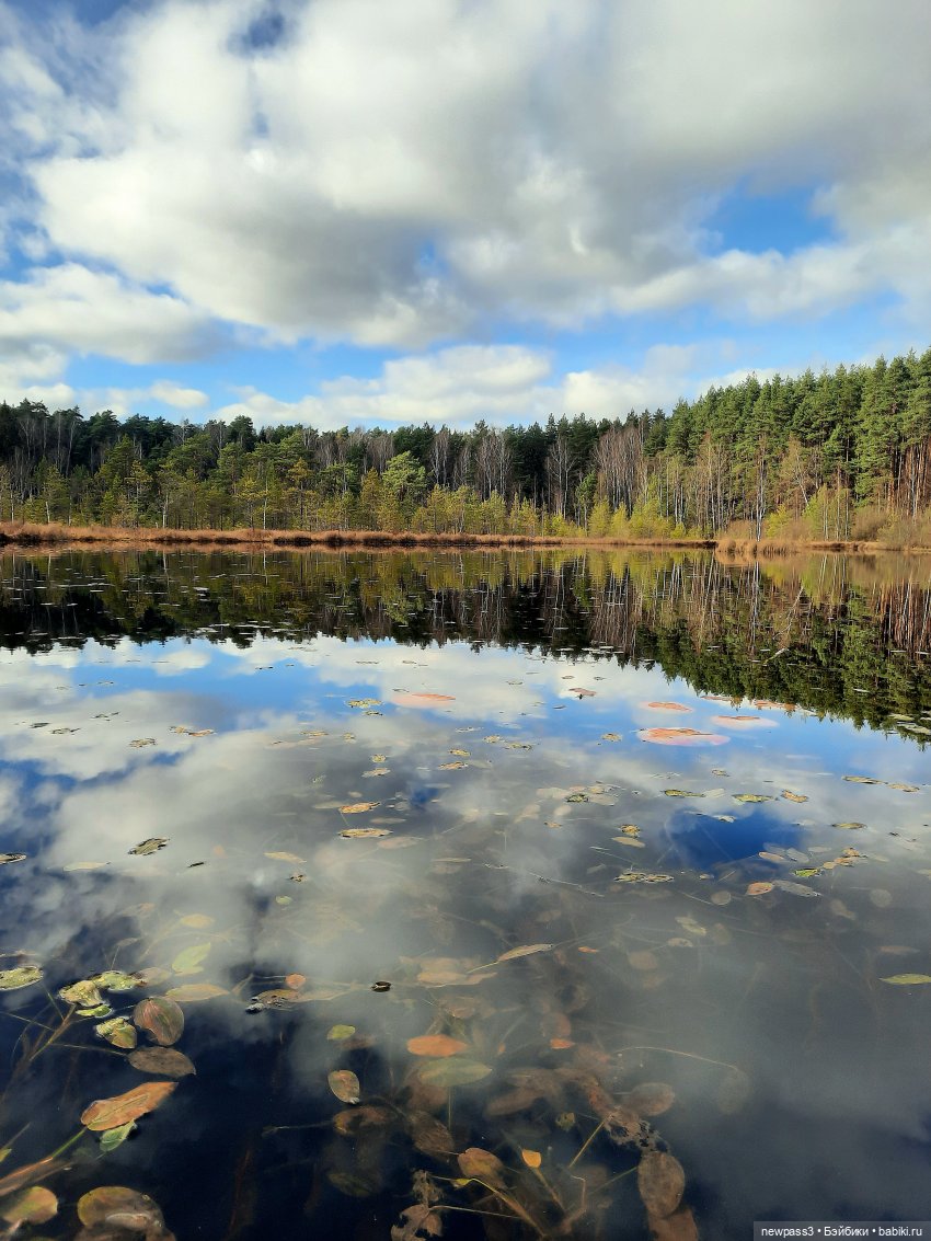 В тишине лесных болот, клюква красная растёт