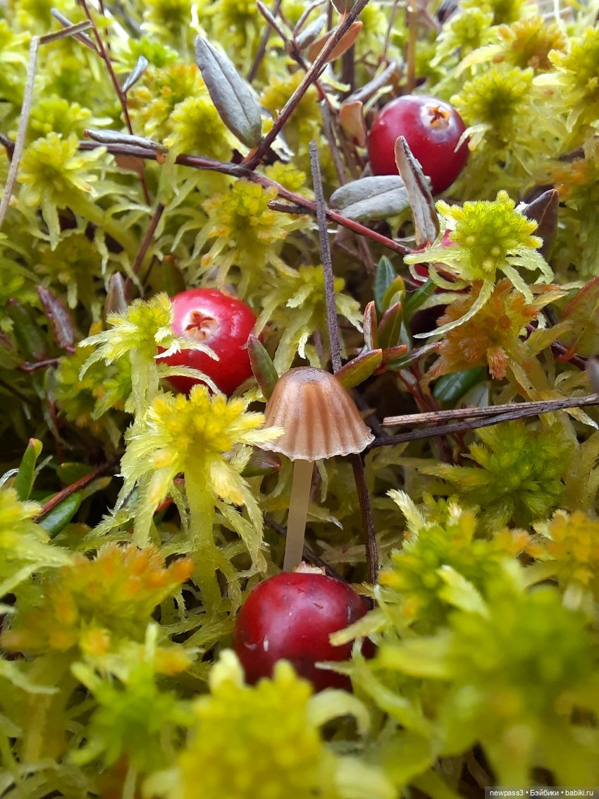 В тишине лесных болот, клюква красная растёт