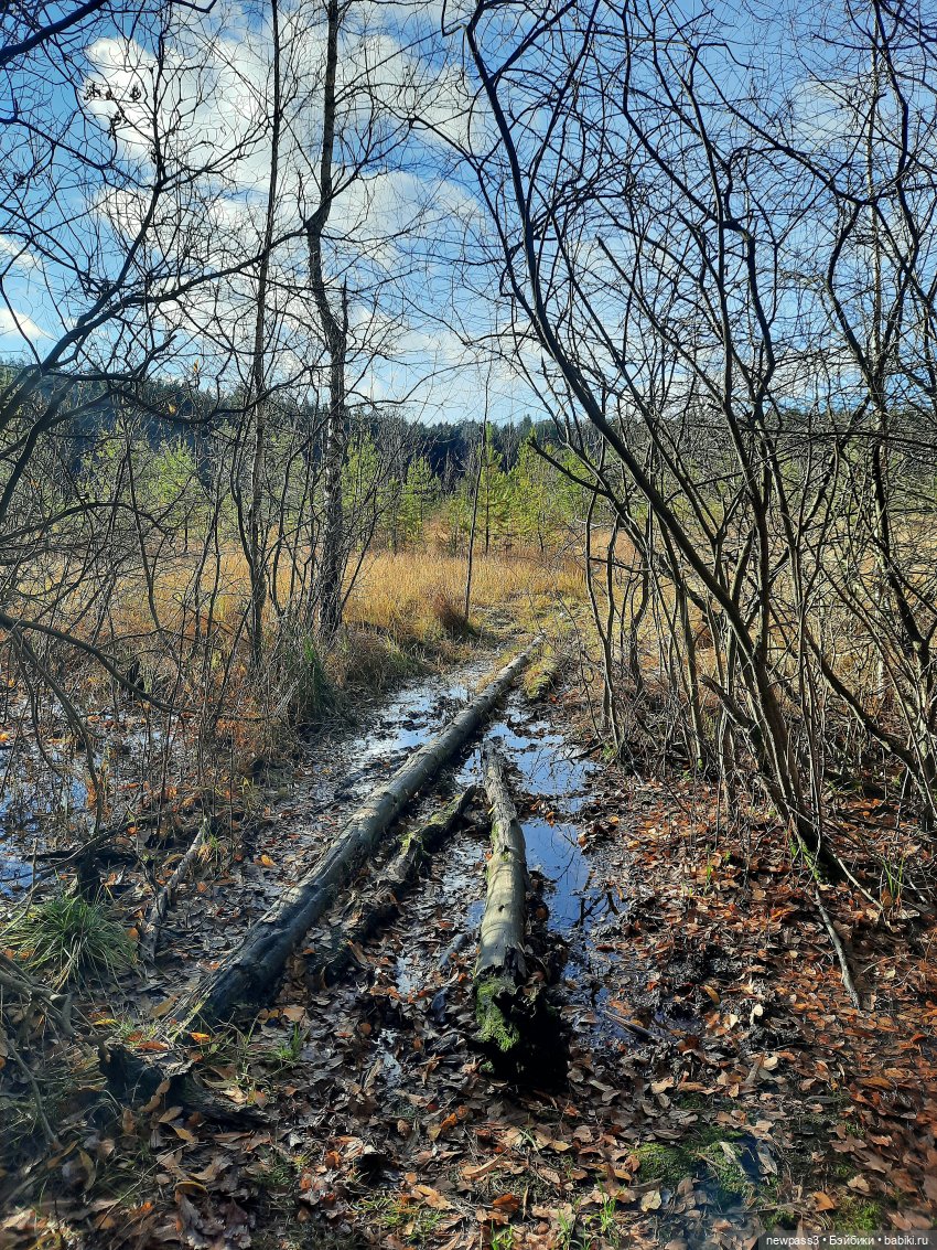 В тишине лесных болот, клюква красная растёт (фото 6)