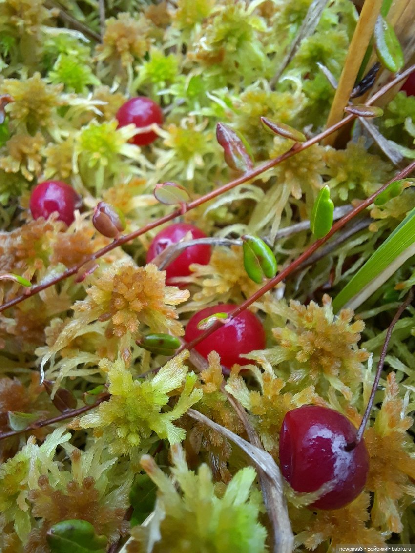 В тишине лесных болот, клюква красная растёт