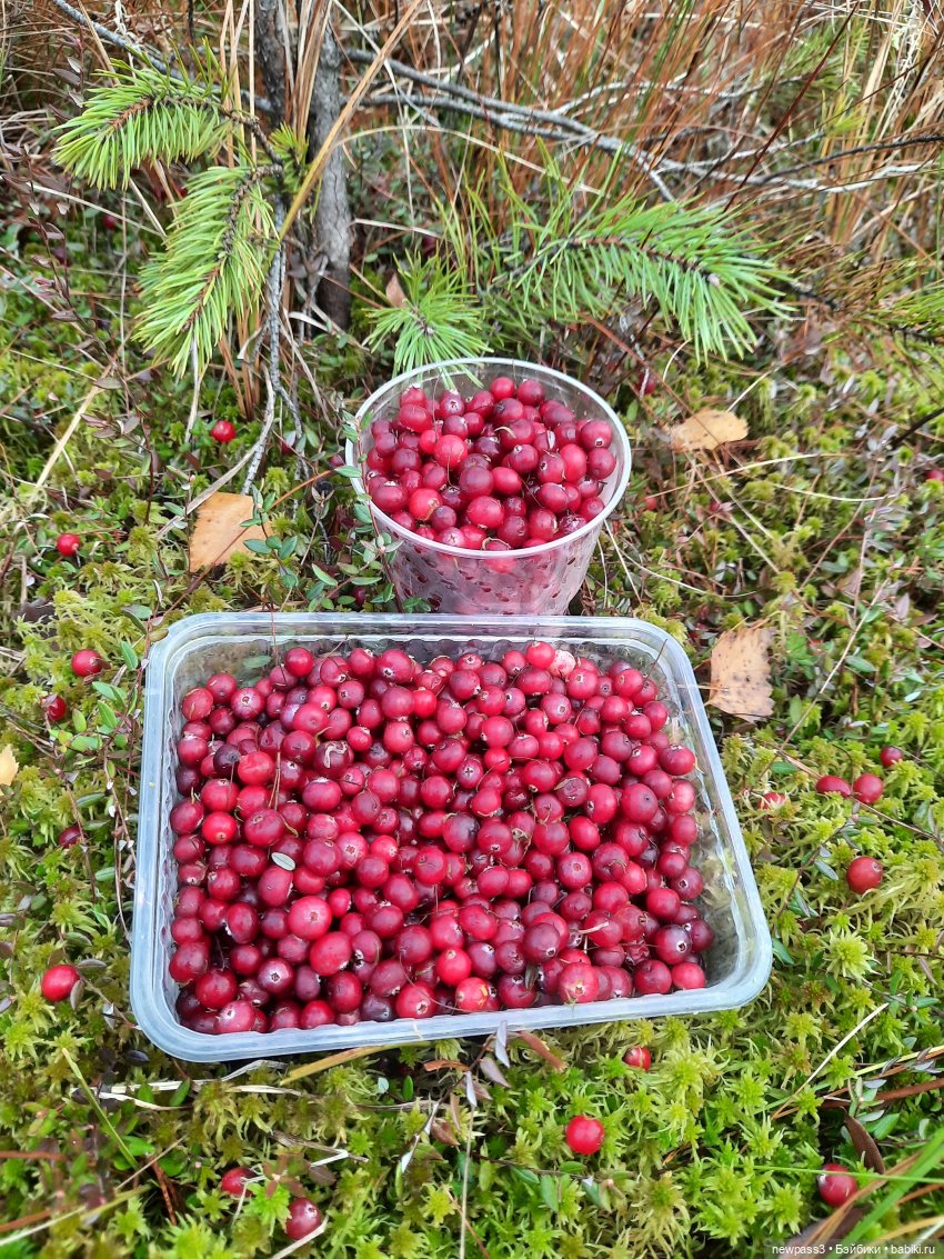 В тишине лесных болот, клюква красная растёт