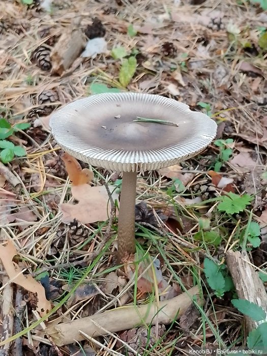 Севка и грибы — Коллекционные фигурки (разное): животные (фото 6)