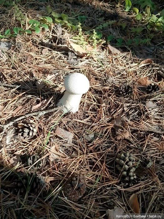 Севка и грибы — Коллекционные фигурки (разное): животные (фото 7)