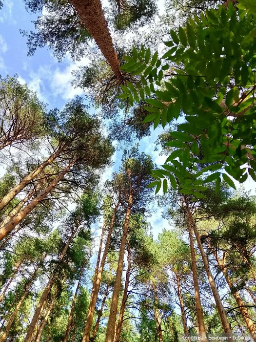 Севка и грибы — Коллекционные фигурки (разное): животные (фото 5)