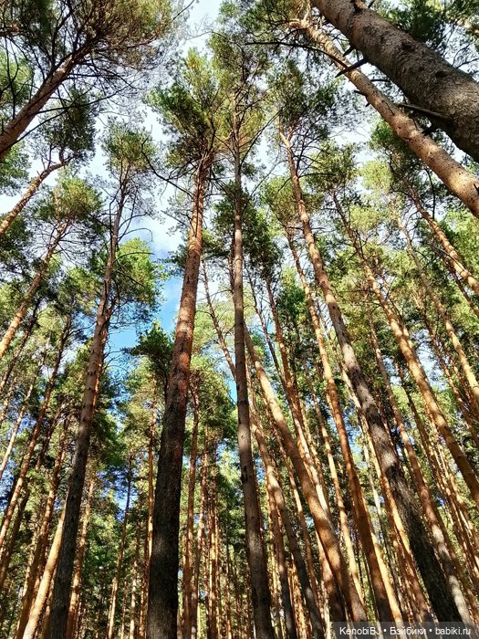 Нед, или Один день из жизни гриболова (фото 6)