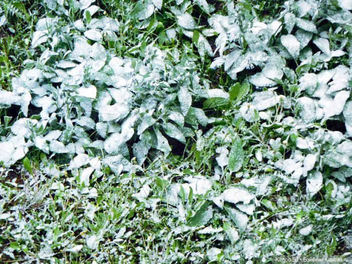 Маевик. Отсутствию снега посвящается (фото 4)