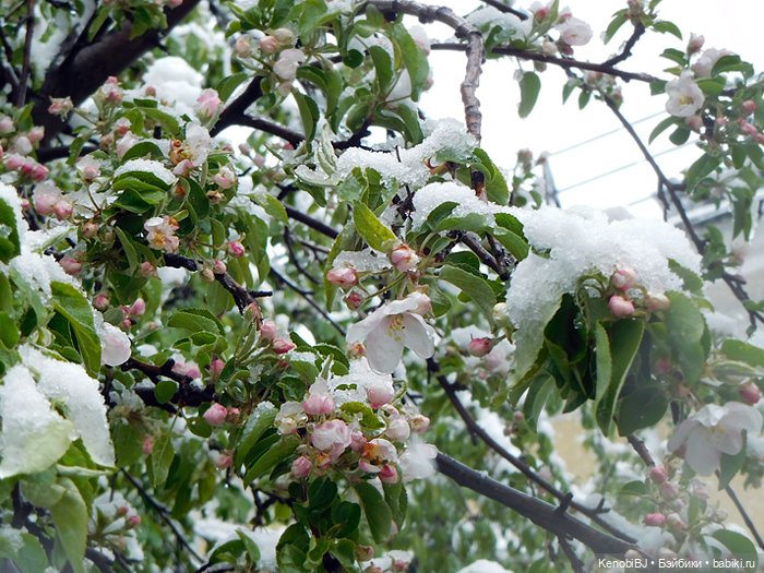 Маевик. Отсутствию снега посвящается (фото 2)