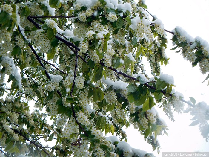 Маевик. Отсутствию снега посвящается