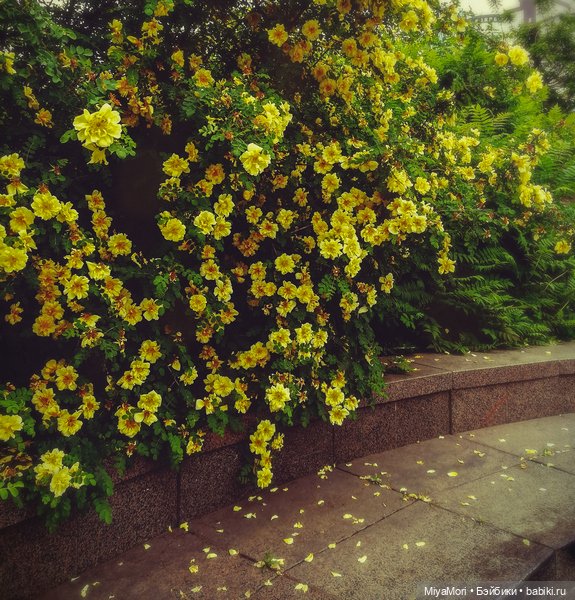 Хибики в солнечном городе (фото 4)