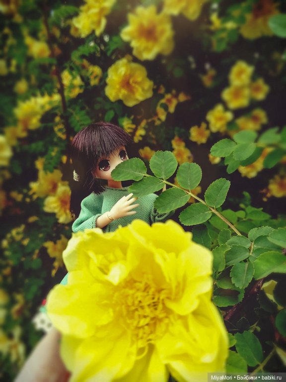 Хибики в солнечном городе (фото 6)