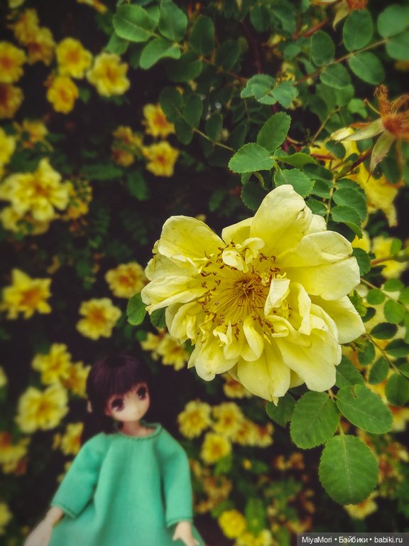 Хибики в солнечном городе (фото 5)