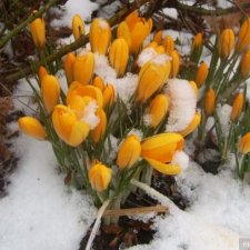 Ранняя весна