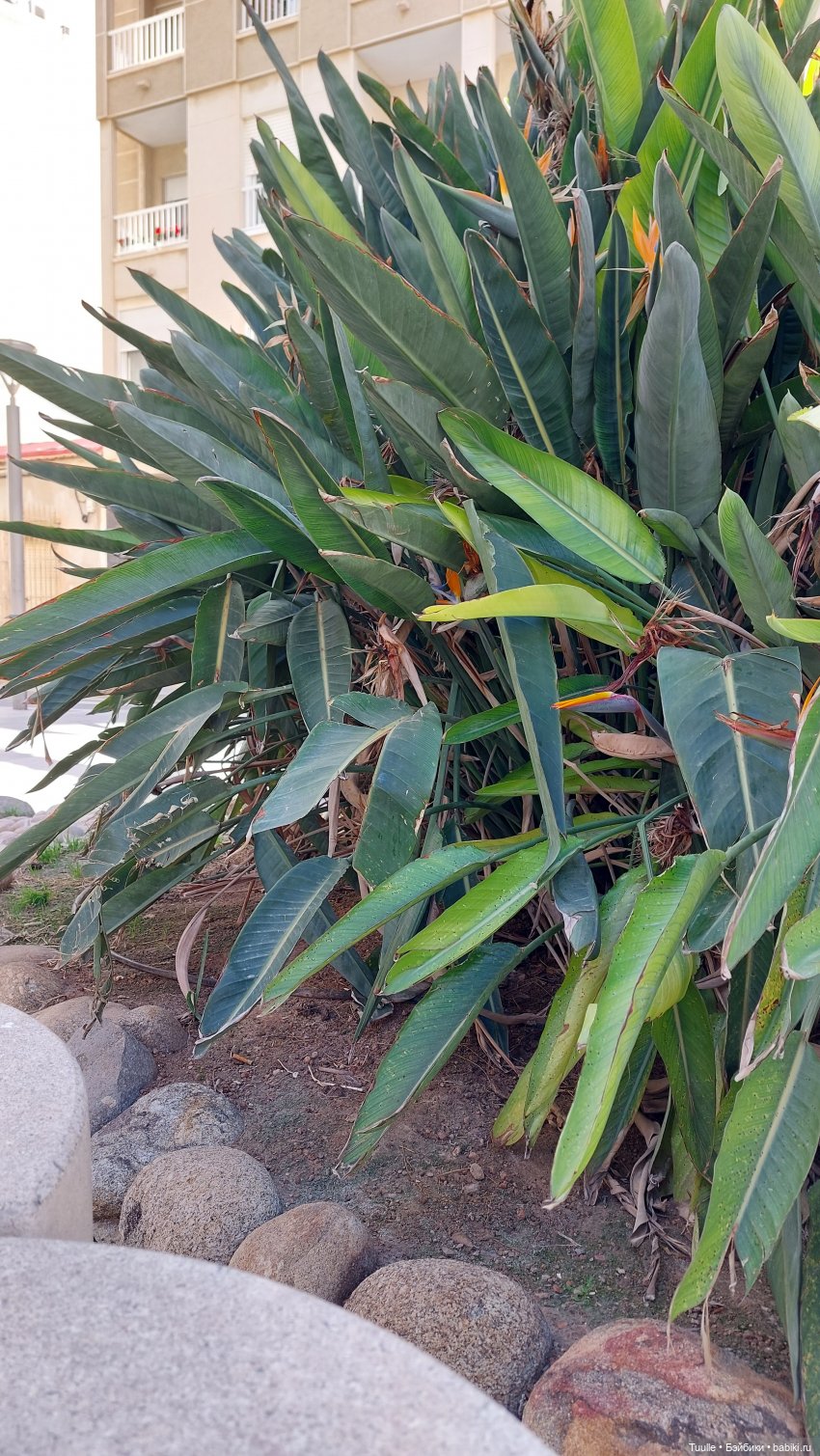 Тензин на прогулке — Куклы Berdine Creedy (Бердин Криди): виниловые (фото 8)