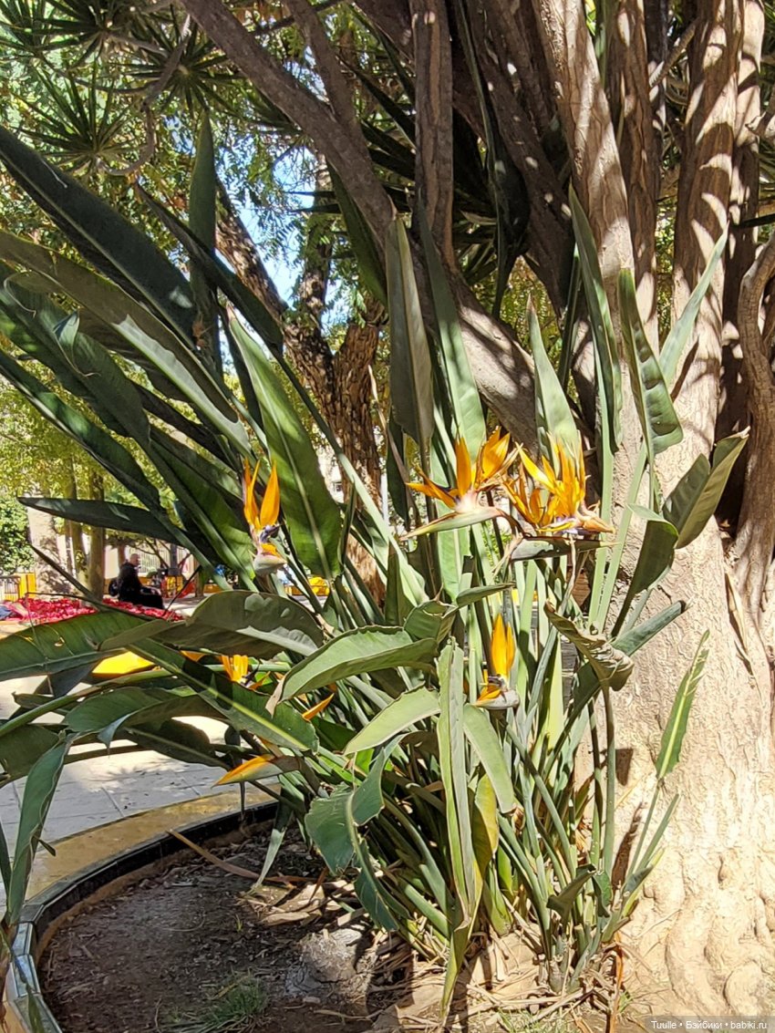 Тензин на прогулке — Куклы Berdine Creedy (Бердин Криди): виниловые