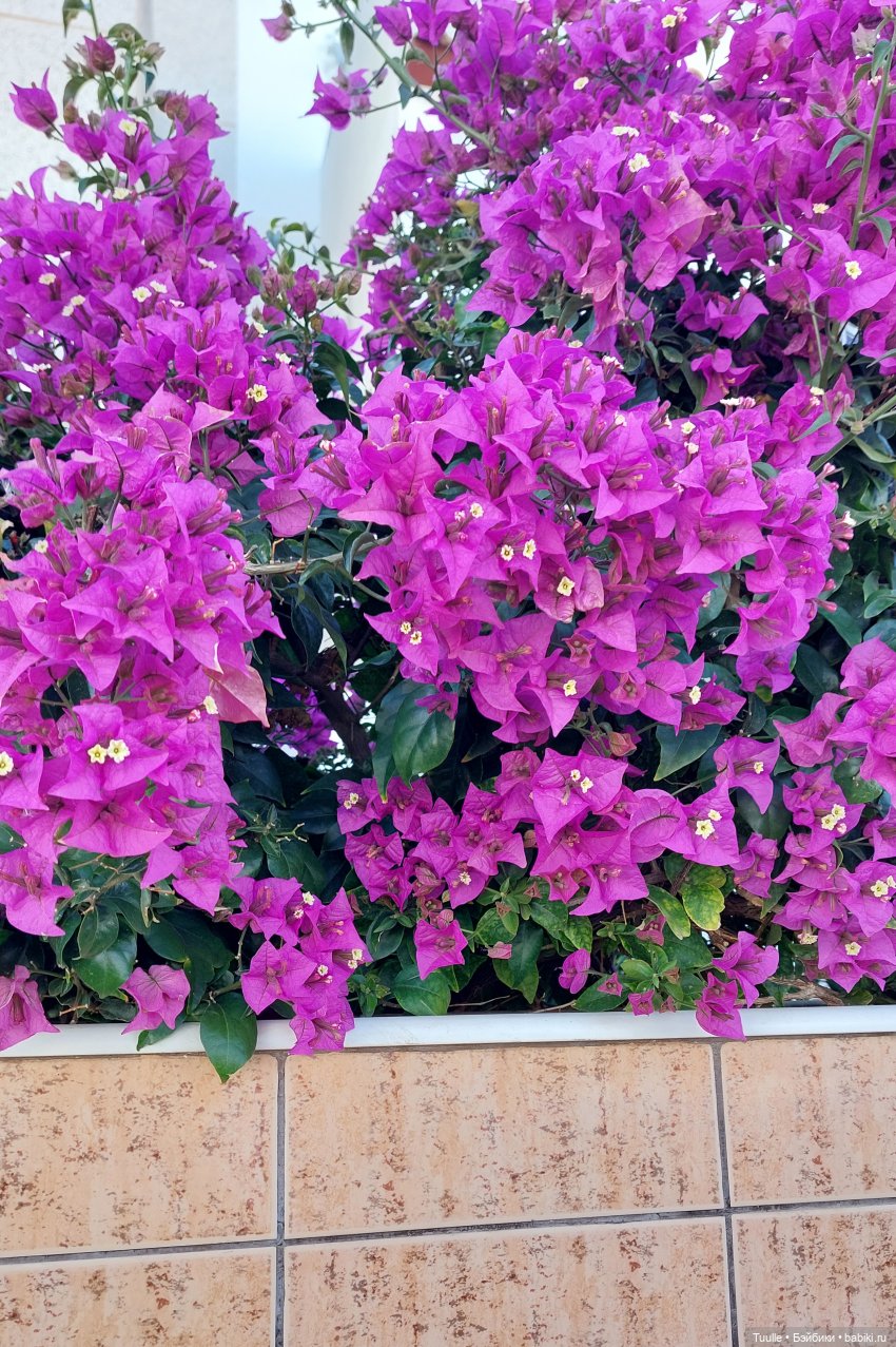 Мио в новом образе — Куклы Nines d'Onil (Нинес): Миа (Mia) (фото 5)