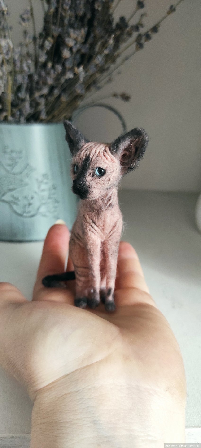 Дальневосточный сфинкс кот