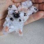 Вестик щеночек миниатюра для кукол