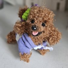 Рыжий пуделек Дейзи ищет дом