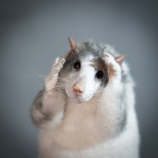 Крыса игрушка в смешанной технике