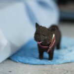 Корги собака для Барби, в смешанной технике формат 1/6