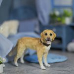 Лабрадор  для Барби собака в смешанной технике