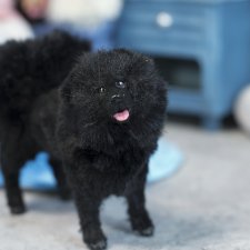 собака для Барби игрушка в смешанной технике формат 1/6