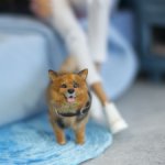 Корги собака для Барби, в смешанной технике формат 1/6