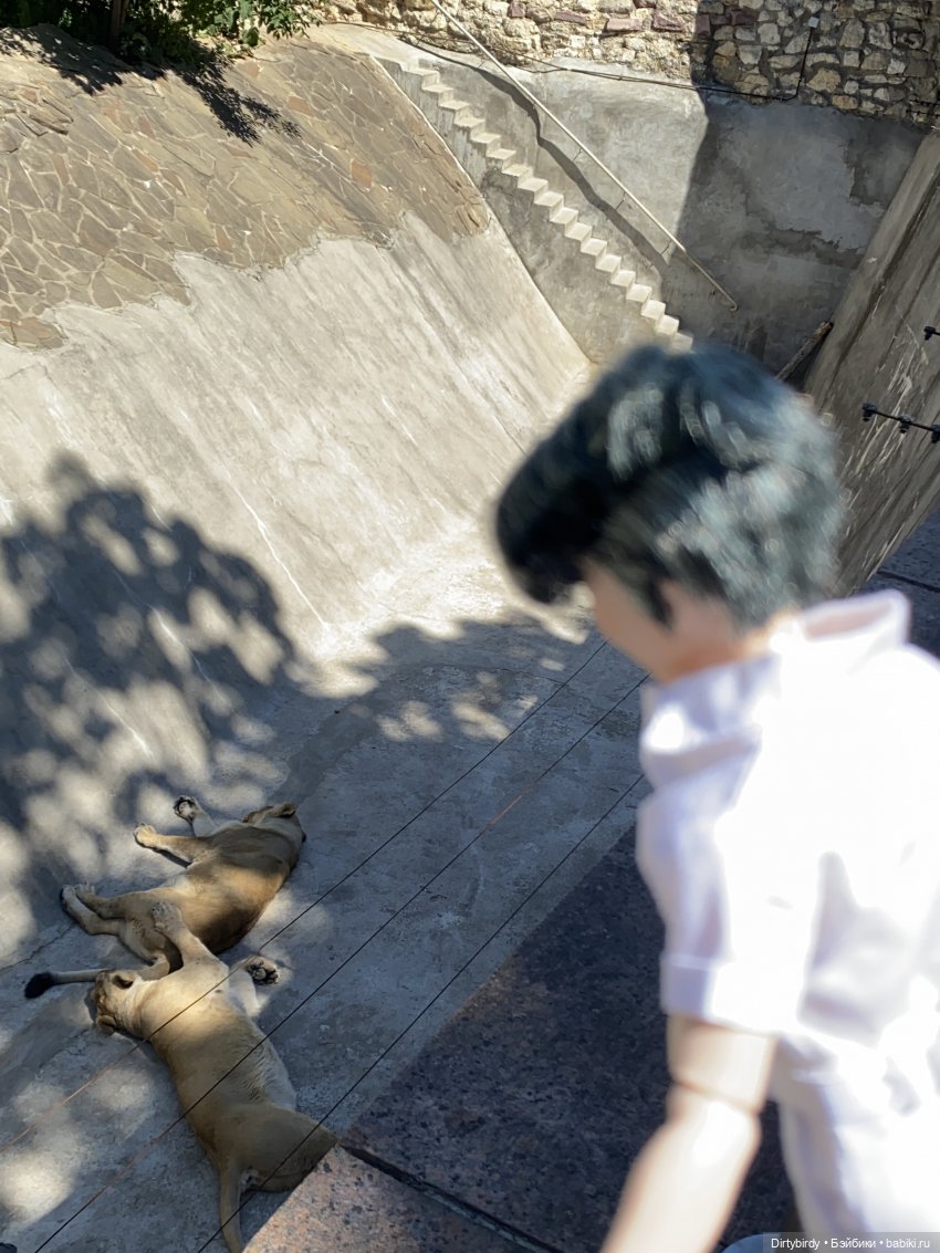 В зоопарке или азиатские львы на прогулке | Бэйбики В зоопарке или азиатские львы на прогулке (фото 2)