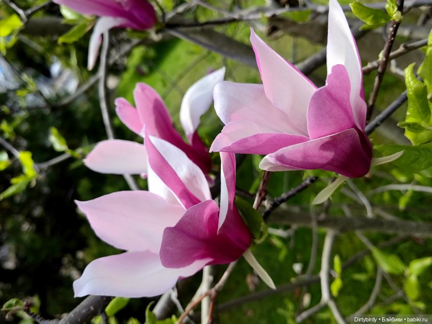 Два кипариса. Или придурки в Сочинском дендрарии (фото 10)