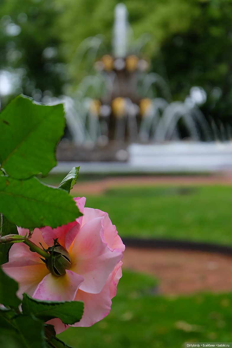 Летний сад, стихи и айдолы (фото 2)