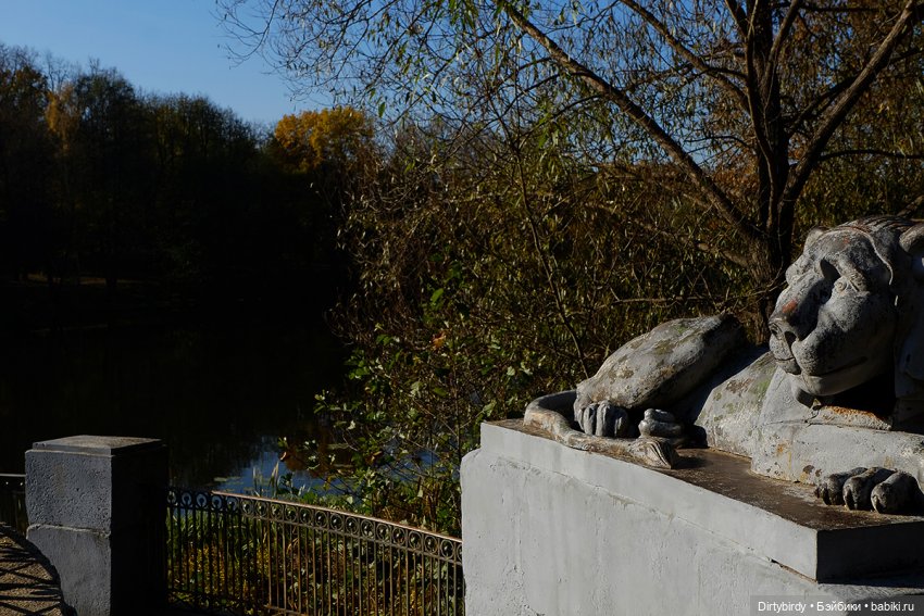 Осенняя фотосессия Дымчатой Ликки (фото 8)