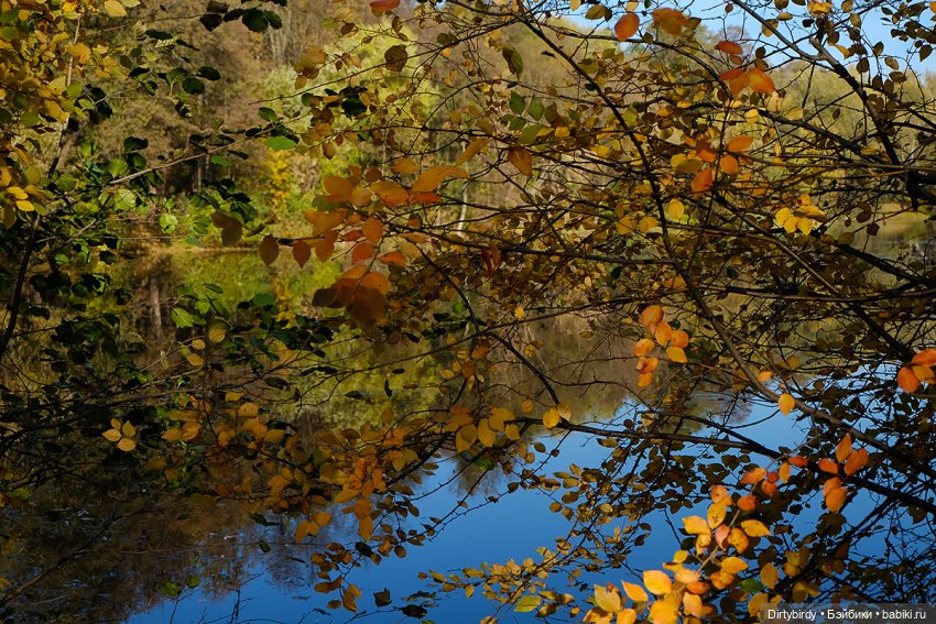 Осенняя фотосессия Дымчатой Ликки