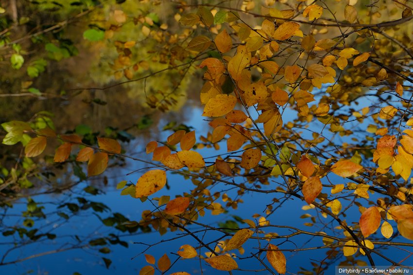 Осенняя фотосессия Дымчатой Ликки