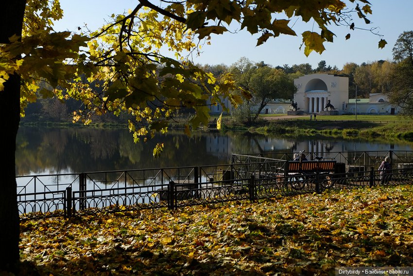 Осенняя фотосессия Дымчатой Ликки