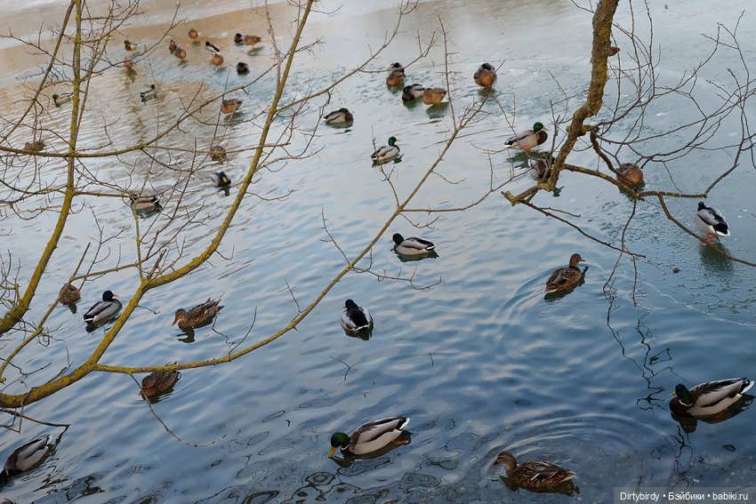 Странный февраль — Куклы Takara Tomy (Такара): Licca (Ликка)