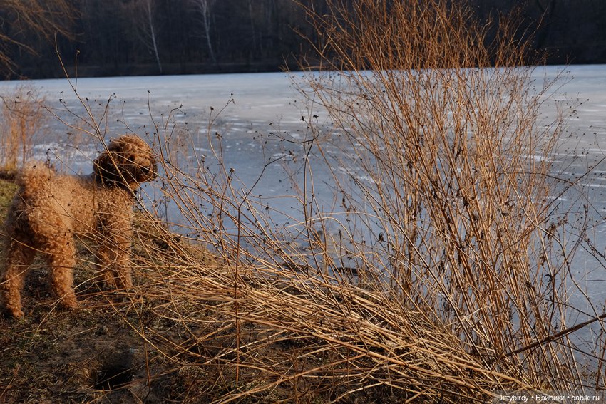 Странный февраль — Куклы Takara Tomy (Такара): Licca (Ликка)