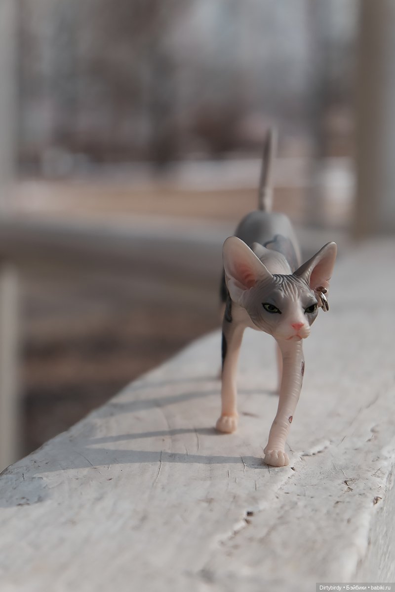 Мартовские котики и вишневый кофе😼🍒☕ (фото 3)